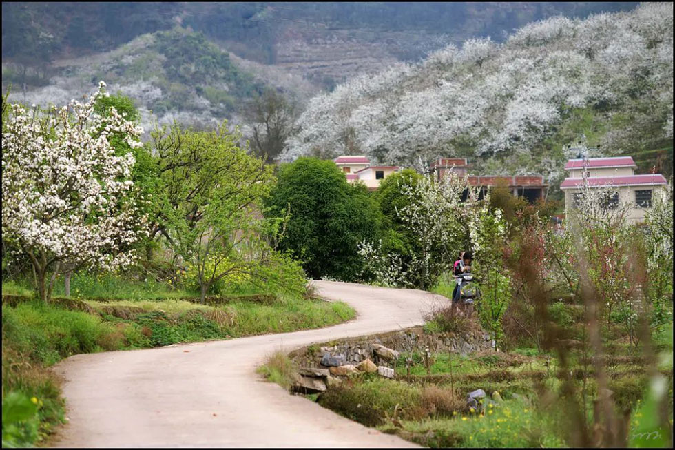 【春天,广西桂林灌阳县向您发出邀请!】我们在灌阳看梨花 - 游山玩水 - 馆陶生活社区 - 馆陶28生活网 guantao.28life.com