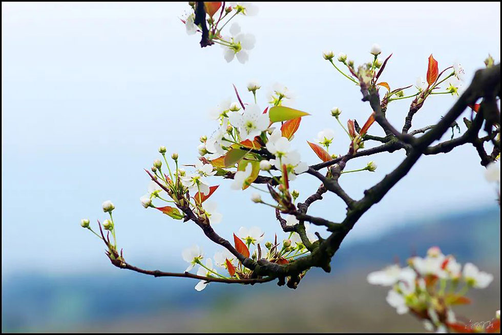 【春天,广西桂林灌阳县向您发出邀请!】我们在灌阳看梨花 - 游山玩水 - 馆陶生活社区 - 馆陶28生活网 guantao.28life.com