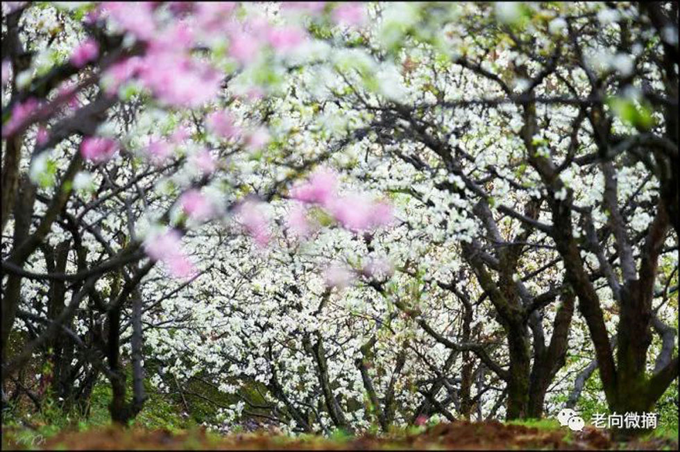 【春天,广西桂林灌阳县向您发出邀请!】我们在灌阳看梨花 - 游山玩水 - 馆陶生活社区 - 馆陶28生活网 guantao.28life.com