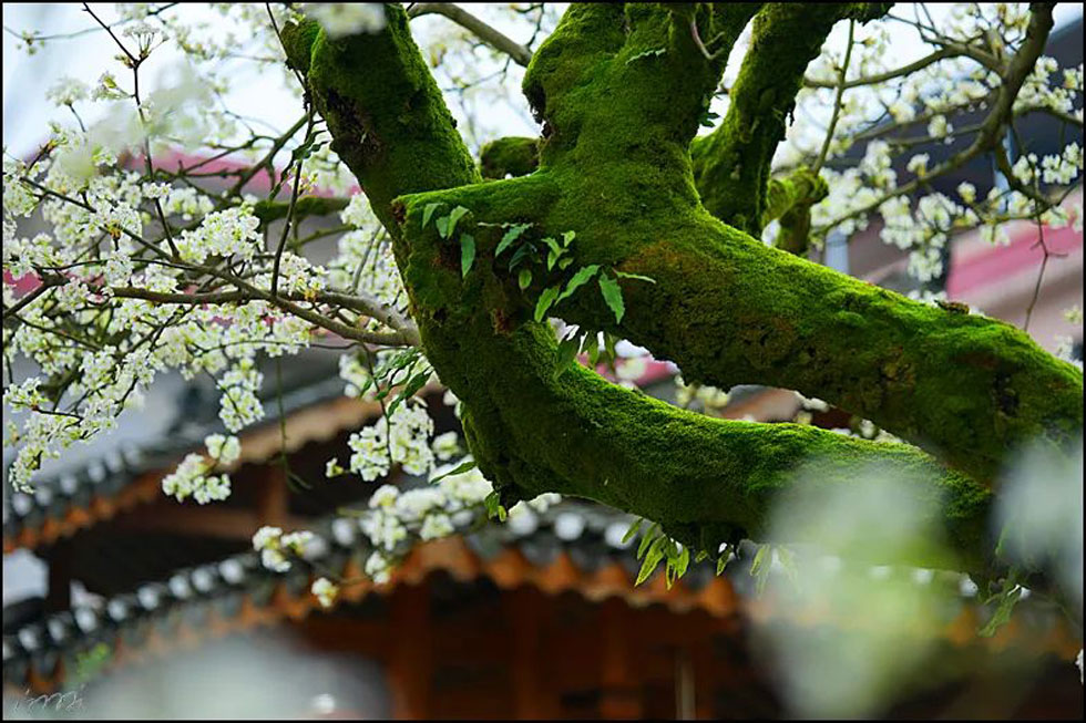 【春天,广西桂林灌阳县向您发出邀请!】我们在灌阳看梨花 - 游山玩水 - 馆陶生活社区 - 馆陶28生活网 guantao.28life.com