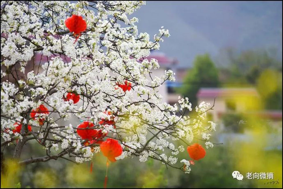 【春天,广西桂林灌阳县向您发出邀请!】我们在灌阳看梨花 - 游山玩水 - 馆陶生活社区 - 馆陶28生活网 guantao.28life.com