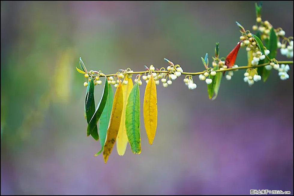 【春天,广西桂林灌阳县向您发出邀请!】米珠山前有片山苍子花在飘香 - 游山玩水 - 馆陶生活社区 - 馆陶28生活网 guantao.28life.com