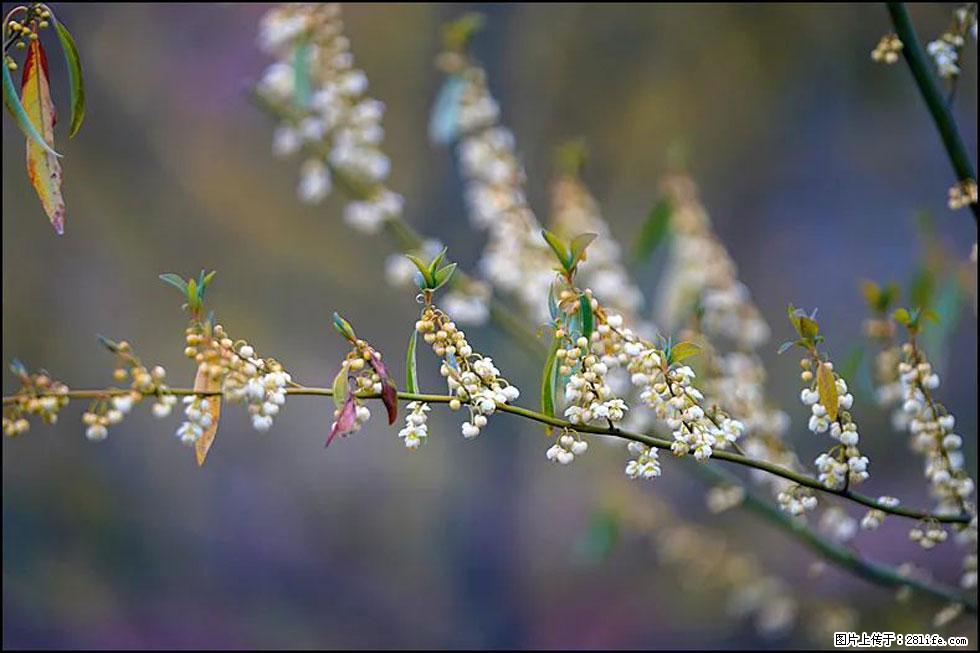 【春天,广西桂林灌阳县向您发出邀请!】米珠山前有片山苍子花在飘香 - 游山玩水 - 馆陶生活社区 - 馆陶28生活网 guantao.28life.com