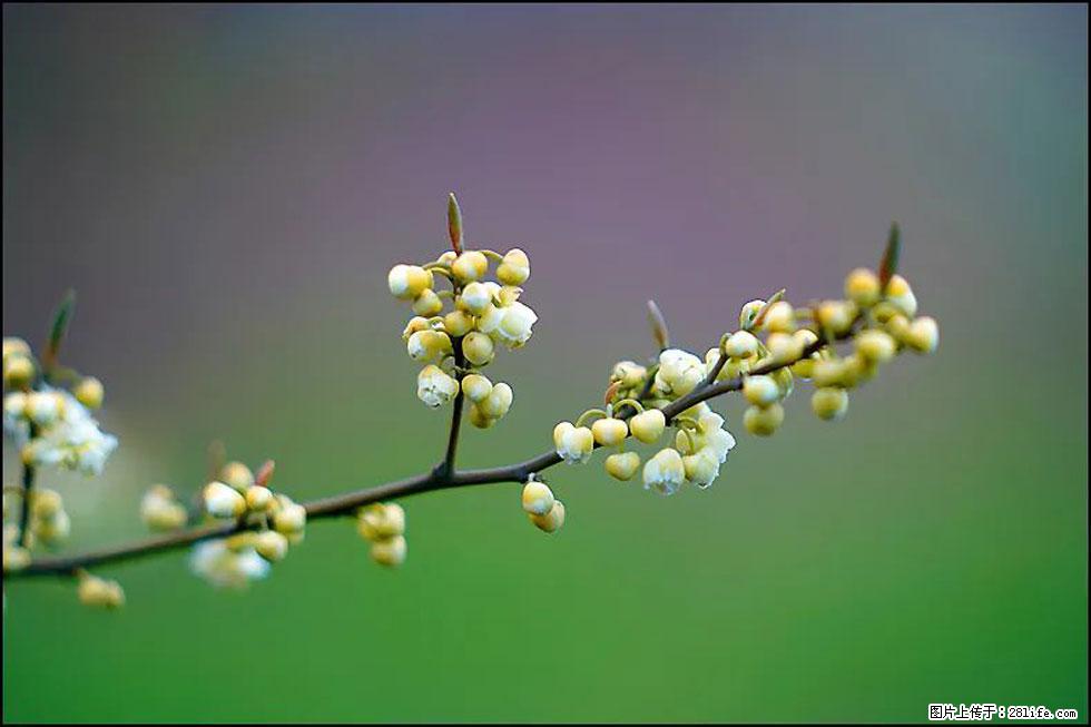 【春天,广西桂林灌阳县向您发出邀请!】米珠山前有片山苍子花在飘香 - 游山玩水 - 馆陶生活社区 - 馆陶28生活网 guantao.28life.com