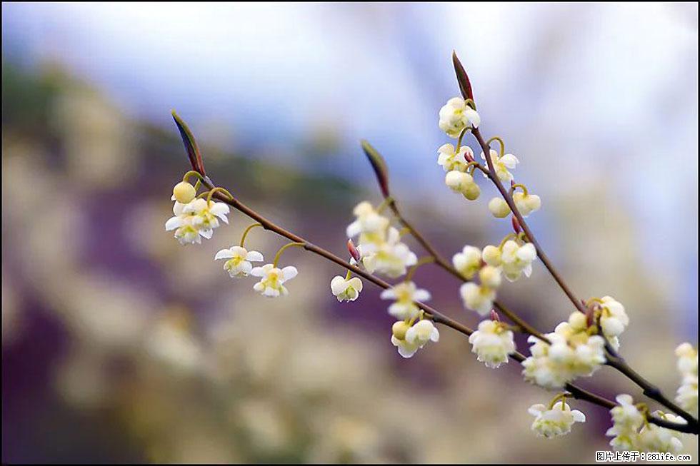 【春天,广西桂林灌阳县向您发出邀请!】米珠山前有片山苍子花在飘香 - 游山玩水 - 馆陶生活社区 - 馆陶28生活网 guantao.28life.com