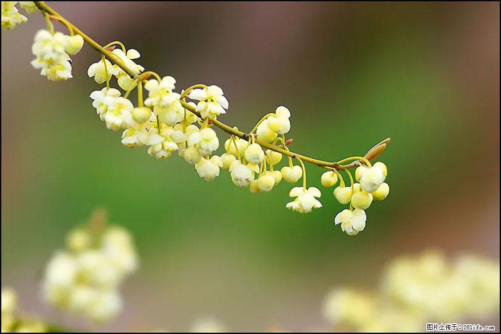 【春天,广西桂林灌阳县向您发出邀请!】米珠山前有片山苍子花在飘香 - 游山玩水 - 馆陶生活社区 - 馆陶28生活网 guantao.28life.com