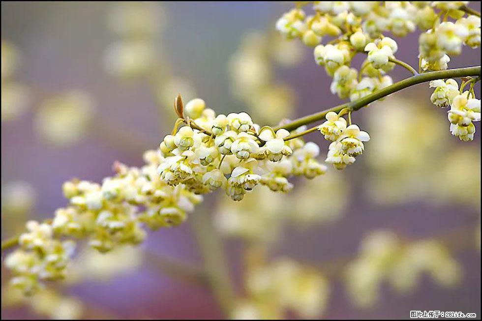 【春天,广西桂林灌阳县向您发出邀请!】米珠山前有片山苍子花在飘香 - 游山玩水 - 馆陶生活社区 - 馆陶28生活网 guantao.28life.com