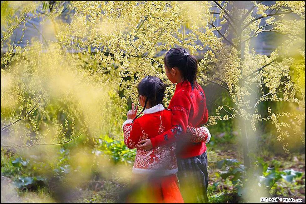 【春天,广西桂林灌阳县向您发出邀请!】米珠山前有片山苍子花在飘香 - 游山玩水 - 馆陶生活社区 - 馆陶28生活网 guantao.28life.com