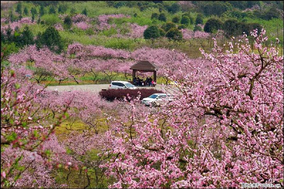 【春天，广西桂林灌阳县向您发出邀请！】官庄村有个醉美的桃花园 - 游山玩水 - 馆陶生活社区 - 馆陶28生活网 guantao.28life.com