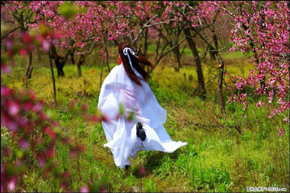 【春天，广西桂林灌阳县向您发出邀请！】官庄村有个醉美的桃花园 - 游山玩水 - 馆陶生活社区 - 馆陶28生活网 guantao.28life.com