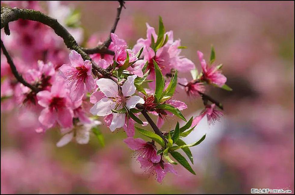 【春天，广西桂林灌阳县向您发出邀请！】官庄村有个醉美的桃花园 - 游山玩水 - 馆陶生活社区 - 馆陶28生活网 guantao.28life.com