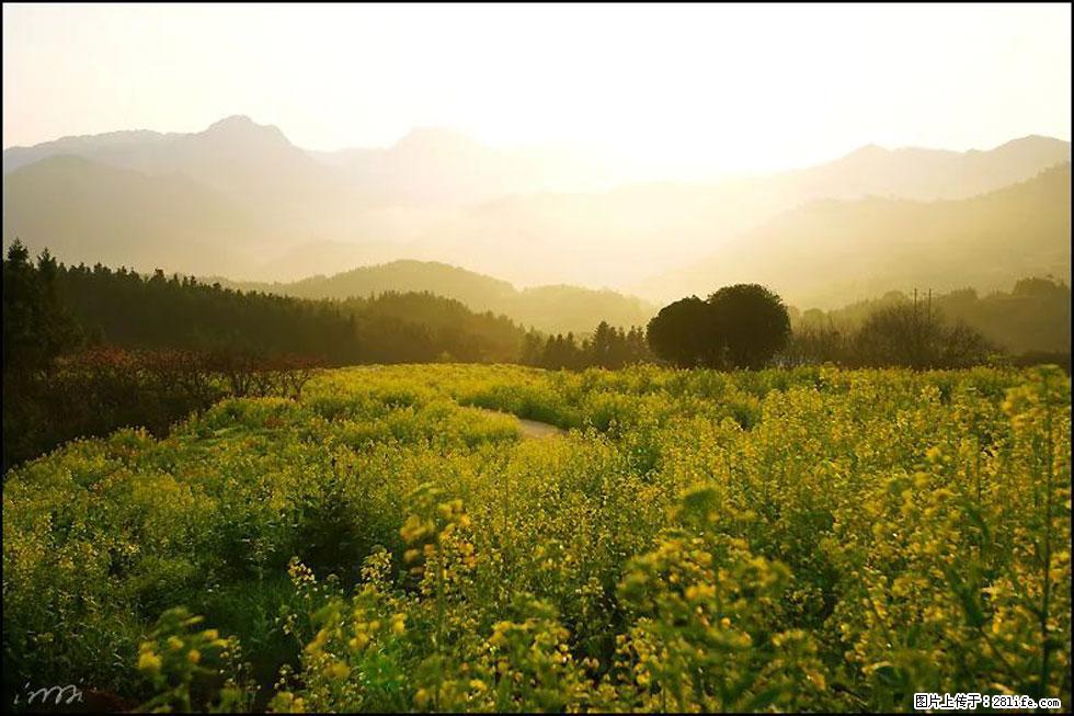 【春天，广西桂林灌阳县向您发出邀请！】长坪村油菜盛情花开 - 游山玩水 - 馆陶生活社区 - 馆陶28生活网 guantao.28life.com