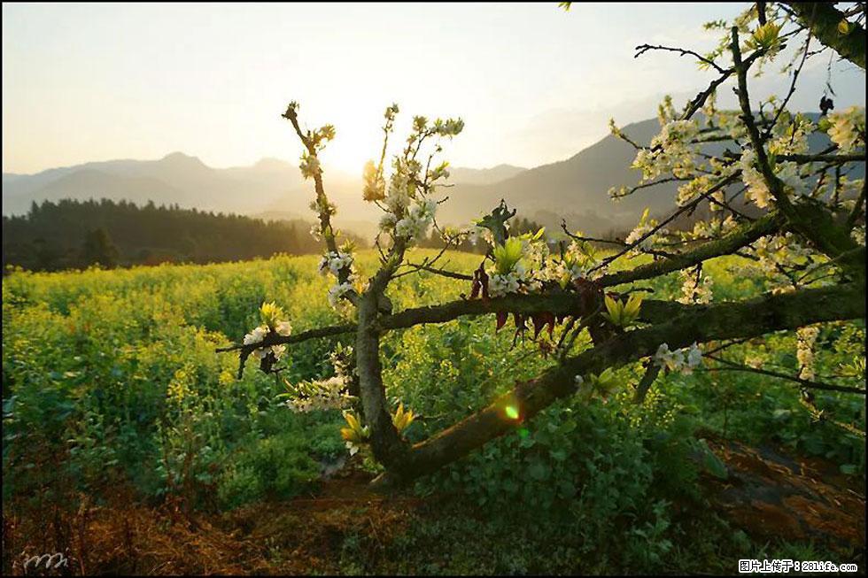 【春天，广西桂林灌阳县向您发出邀请！】长坪村油菜盛情花开 - 游山玩水 - 馆陶生活社区 - 馆陶28生活网 guantao.28life.com