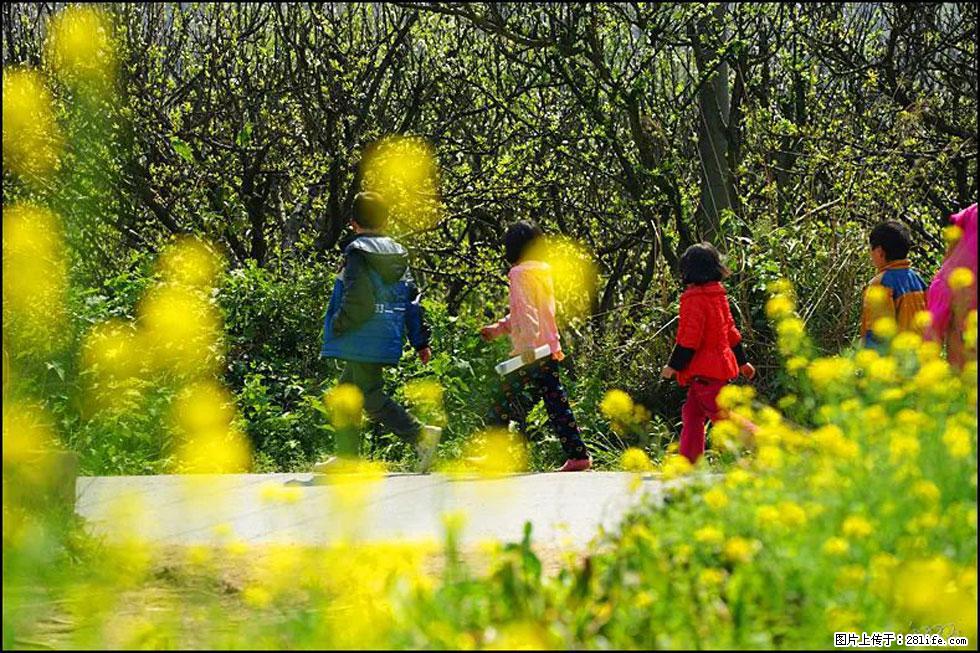 【春天，广西桂林灌阳县向您发出邀请！】长坪村油菜盛情花开 - 游山玩水 - 馆陶生活社区 - 馆陶28生活网 guantao.28life.com