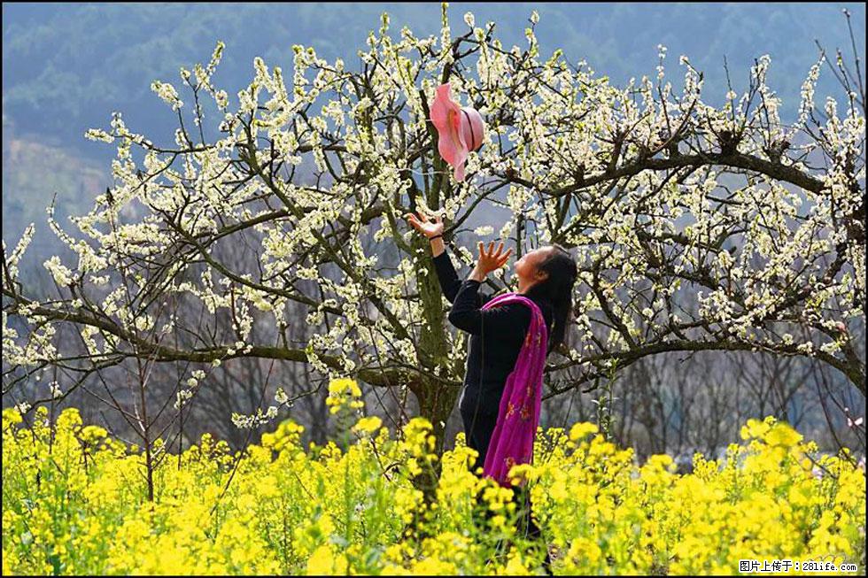 【春天，广西桂林灌阳县向您发出邀请！】长坪村油菜盛情花开 - 游山玩水 - 馆陶生活社区 - 馆陶28生活网 guantao.28life.com