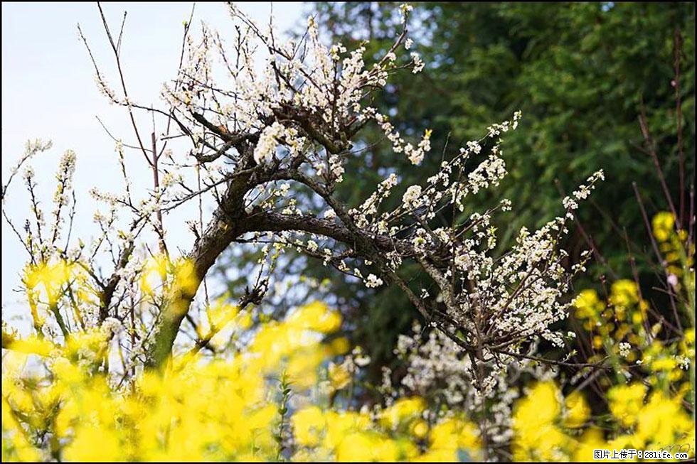 【春天，广西桂林灌阳县向您发出邀请！】长坪村油菜盛情花开 - 游山玩水 - 馆陶生活社区 - 馆陶28生活网 guantao.28life.com