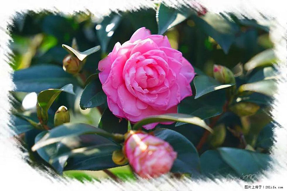 【春天,广西桂林灌阳县向您发出邀请!】杨柳井茶花惹人爱 - 游山玩水 - 馆陶生活社区 - 馆陶28生活网 guantao.28life.com