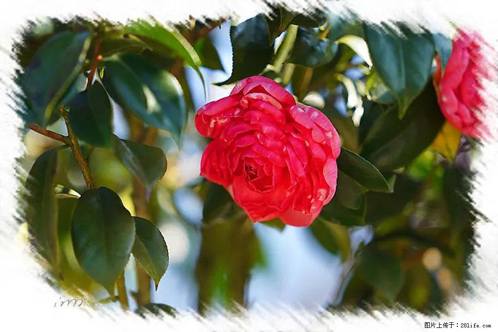 【春天,广西桂林灌阳县向您发出邀请!】杨柳井茶花惹人爱 - 游山玩水 - 馆陶生活社区 - 馆陶28生活网 guantao.28life.com