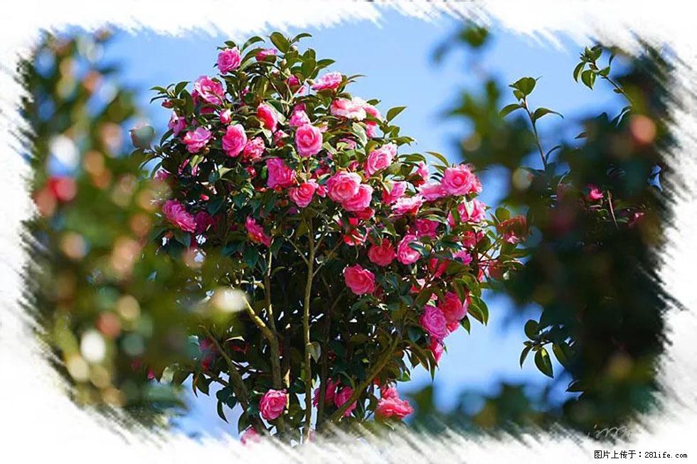 【春天,广西桂林灌阳县向您发出邀请!】杨柳井茶花惹人爱 - 游山玩水 - 馆陶生活社区 - 馆陶28生活网 guantao.28life.com