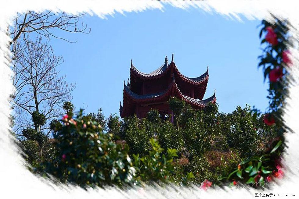 【春天,广西桂林灌阳县向您发出邀请!】杨柳井茶花惹人爱 - 游山玩水 - 馆陶生活社区 - 馆陶28生活网 guantao.28life.com