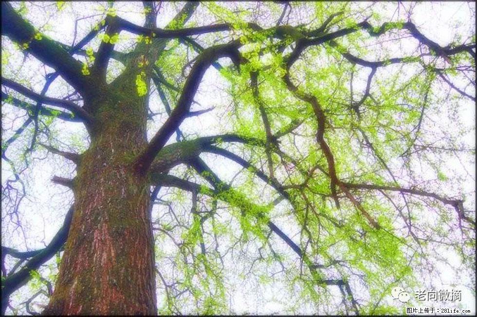 【春天,广西桂林灌阳县向您发出邀请!】在小龙村与春天约会 - 游山玩水 - 馆陶生活社区 - 馆陶28生活网 guantao.28life.com