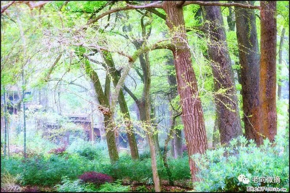 【春天,广西桂林灌阳县向您发出邀请!】在小龙村与春天约会 - 游山玩水 - 馆陶生活社区 - 馆陶28生活网 guantao.28life.com