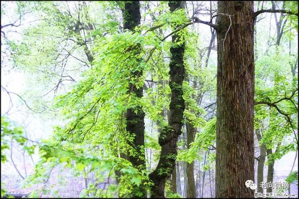 【春天,广西桂林灌阳县向您发出邀请!】在小龙村与春天约会 - 游山玩水 - 馆陶生活社区 - 馆陶28生活网 guantao.28life.com