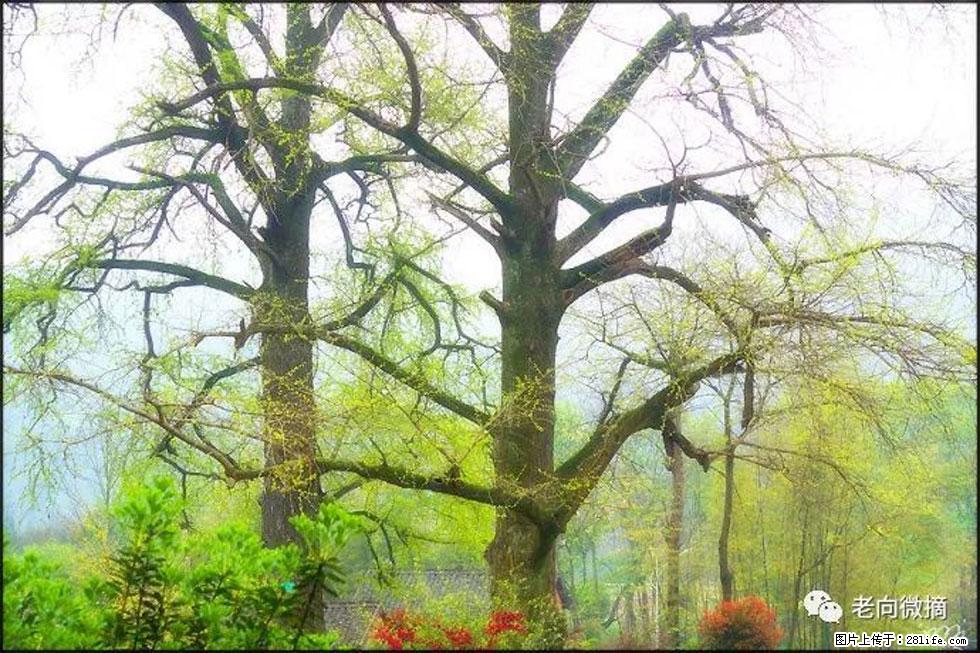 【春天,广西桂林灌阳县向您发出邀请!】在小龙村与春天约会 - 游山玩水 - 馆陶生活社区 - 馆陶28生活网 guantao.28life.com