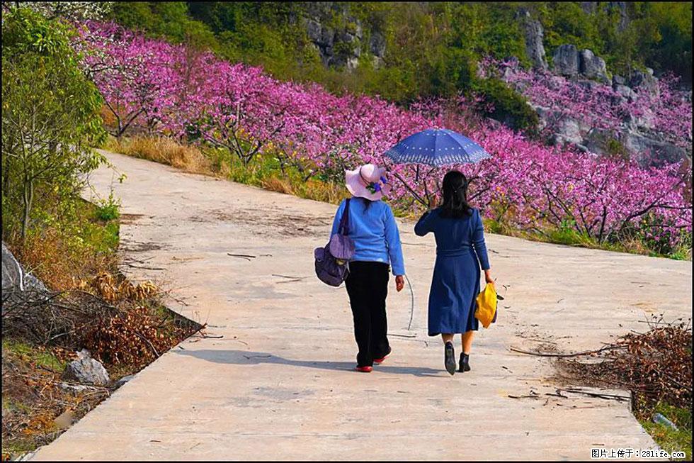 【春天,广西桂林灌阳县向您发出邀请!】望月岭上桃花开 - 游山玩水 - 馆陶生活社区 - 馆陶28生活网 guantao.28life.com