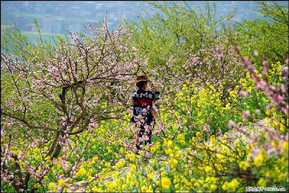 【春天,广西桂林灌阳县向您发出邀请!】望月岭上桃花开 - 游山玩水 - 馆陶生活社区 - 馆陶28生活网 guantao.28life.com