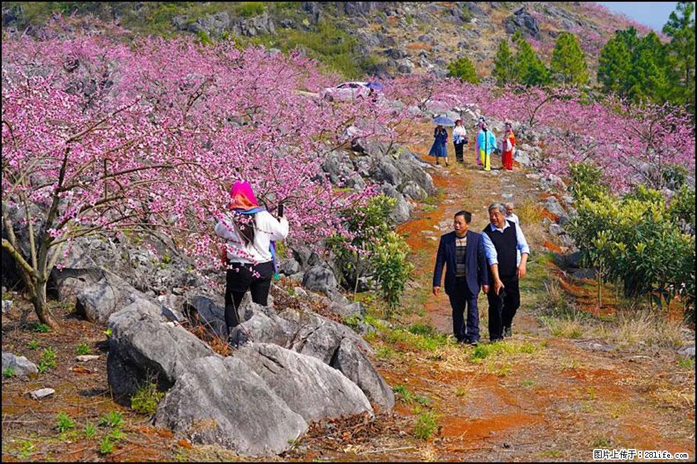 【春天,广西桂林灌阳县向您发出邀请!】望月岭上桃花开 - 游山玩水 - 馆陶生活社区 - 馆陶28生活网 guantao.28life.com