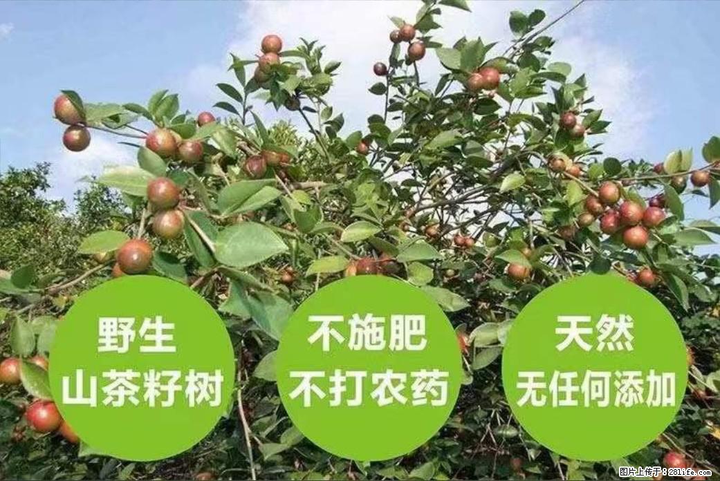 【灌阳县油茶产业示范区】一个有着充实的精神生活的人，对待身外之物自会有一种淡泊的态度 - 美食天地 - 馆陶生活社区 - 馆陶28生活网 guantao.28life.com