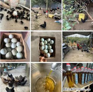 油茶园从小鸡仔开始养起的纯土鸡、土鸡蛋可以预定啦！还有前几天刚榨的纯山茶油哦 - 馆陶28生活网 guantao.28life.com