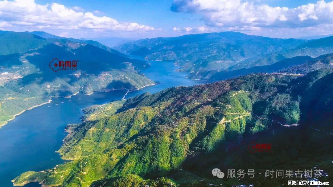 时间果百年古树龙珠普洱生茶 - 购物交流 - 馆陶生活社区 - 馆陶28生活网 guantao.28life.com