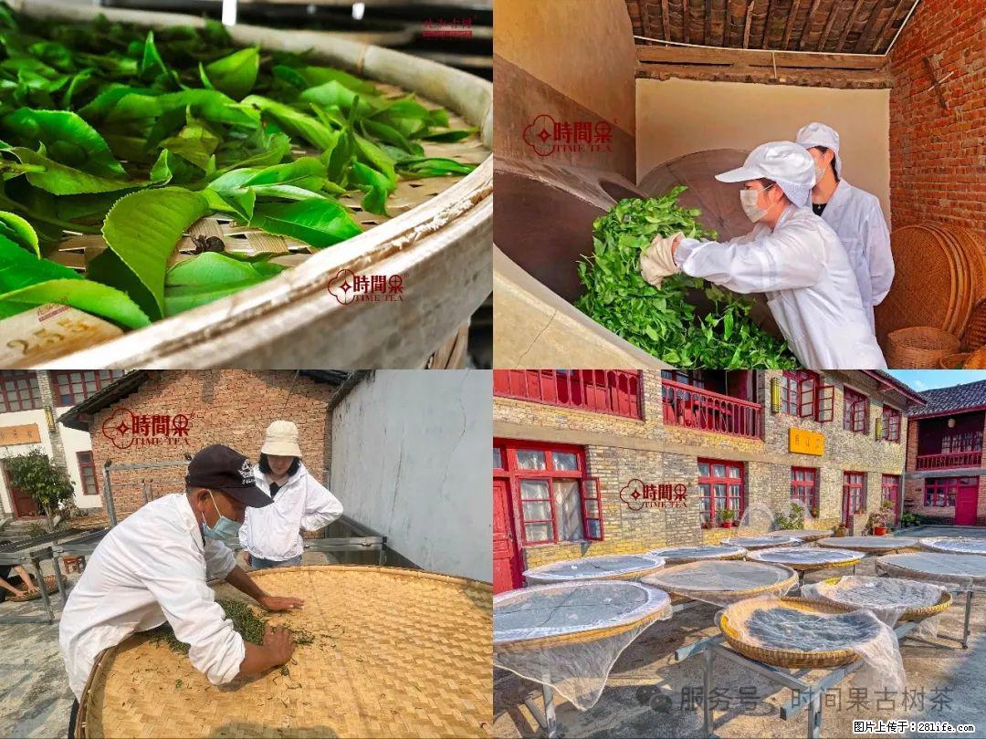时间果百年古树龙珠普洱生茶 - 购物交流 - 馆陶生活社区 - 馆陶28生活网 guantao.28life.com
