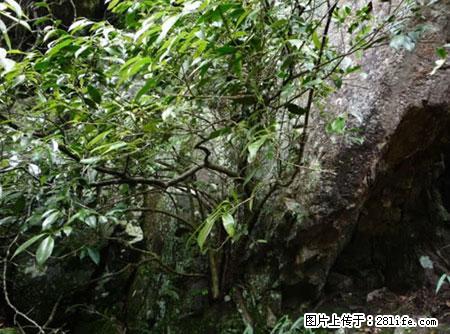 平乐石崖茶，珍贵仅次于金花茶 - 馆陶生活资讯 - 馆陶28生活网 guantao.28life.com