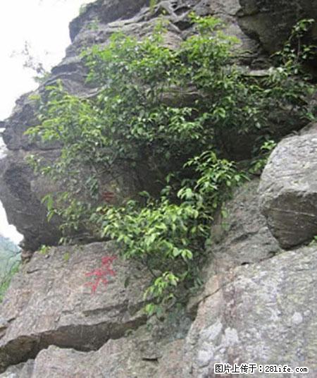 平乐石崖茶，珍贵仅次于金花茶 - 馆陶生活资讯 - 馆陶28生活网 guantao.28life.com