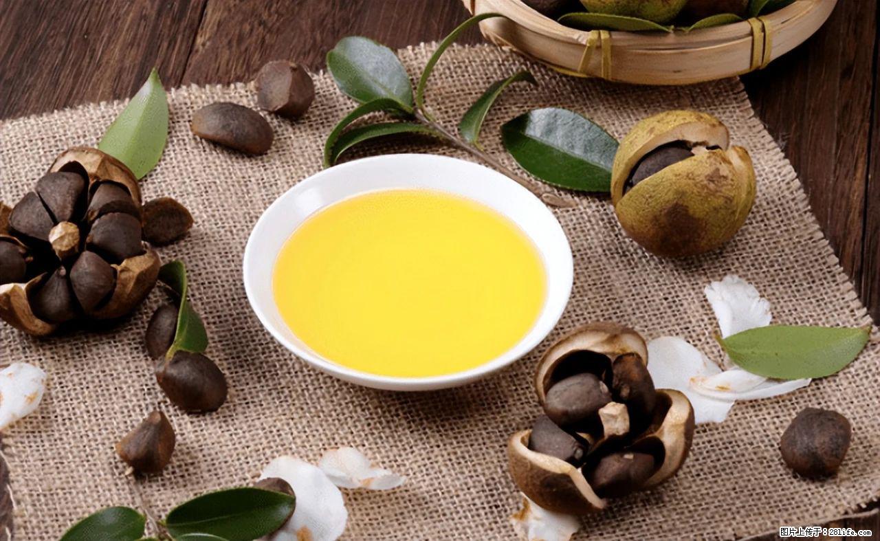 揭秘茶油的5大核心营养成分！被称为人体健康的“守护盾”！ - 馆陶生活资讯 - 馆陶28生活网 guantao.28life.com