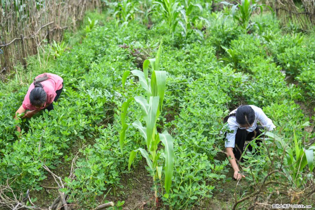 全网追的“扁担女孩”，找了一份暑假工，时薪12元 - 馆陶生活资讯 - 馆陶28生活网 guantao.28life.com