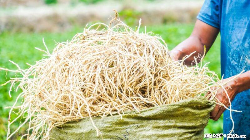 堪称“最难吃”的蔬菜，却是 “抗辐射神器”，还能护肺、清热、止咳化痰！ - 馆陶生活资讯 - 馆陶28生活网 guantao.28life.com