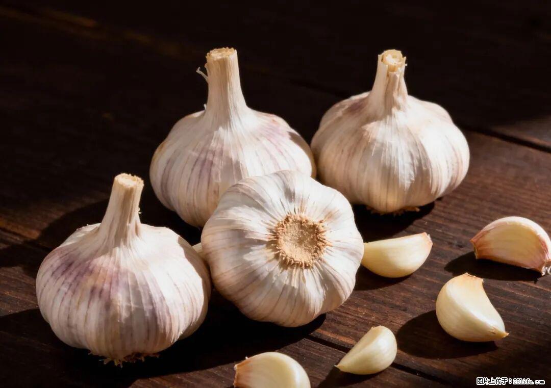 关于大蒜，除了“天然抗生素”，这4个谣言更该警惕! - 馆陶生活资讯 - 馆陶28生活网 guantao.28life.com