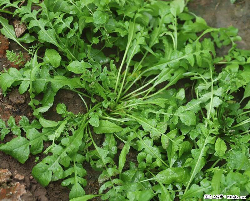 这些蔬菜是“天然钙片”，这6种被医生重点推荐 - 馆陶生活资讯 - 馆陶28生活网 guantao.28life.com