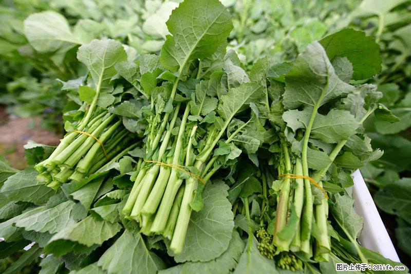 这些蔬菜是“天然钙片”，这6种被医生重点推荐 - 馆陶生活资讯 - 馆陶28生活网 guantao.28life.com